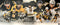 (PAST AUCTION) <br> Lot 64: Patrice Bergeron Boston Bruins Autographed 15 x 35 Panoramic Collage